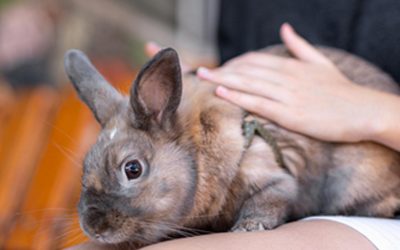 Wenn das Mitgefühl weh tut – Der lautlose Schrei der Tiere