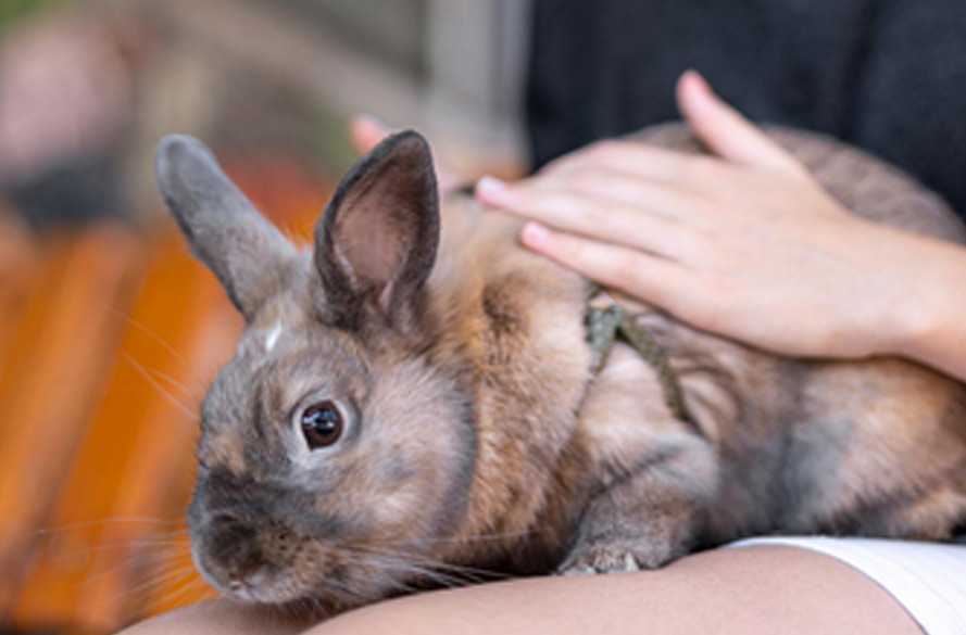 Wenn das Mitgefühl weh tut – Der lautlose Schrei der Tiere