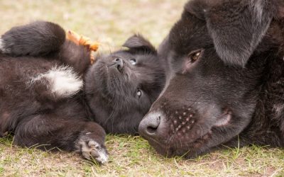 Tiere – fühlende Wesen wie wir