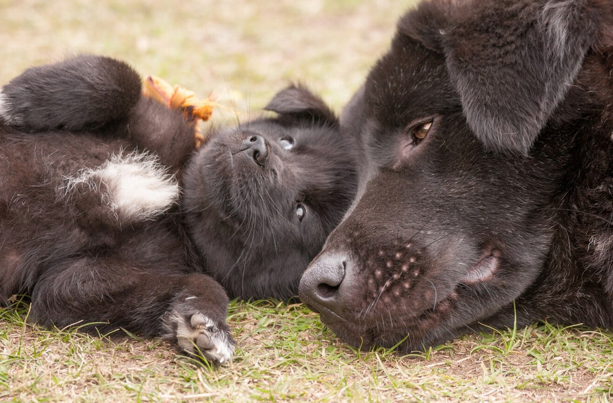 Tiere – fühlende Wesen wie wir