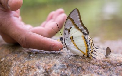 Sieben – Zahl der Transformation und Heimkehr