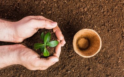 Der Tag, an dem du den Samen pflanzt, ist nicht der Tag, an dem du die Frucht isst.