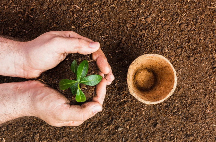 Der Tag, an dem du den Samen pflanzt, ist nicht der Tag, an dem du die Frucht isst.