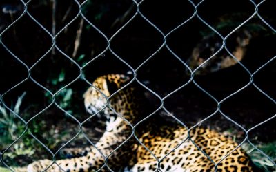 Gefangene Herzen – Tiere in unserer Obhut? Oder in unserem System gefangen?