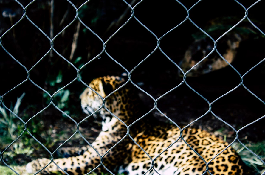 Gefangene Herzen – Tiere in unserer Obhut? Oder in unserem System gefangen?