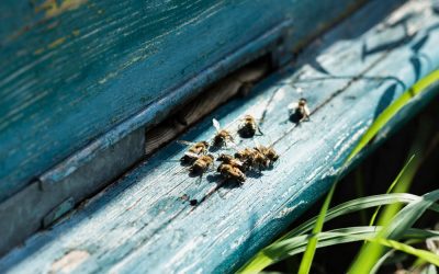 Das Bienensterben – Wenn das Summen verstummt