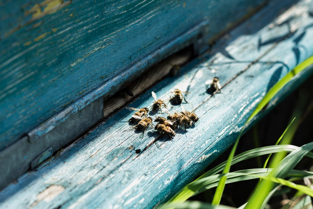 Das Bienensterben – Wenn das Summen verstummt
