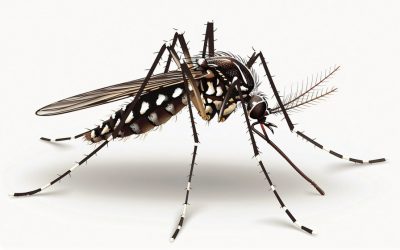 Fliegende Impfstoffe – Wenn Gentechnik durch Mückenstiche kommt