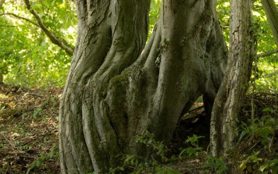 Lasst die Mutterbäume stehen – Die Weisheit des Waldes bewahren