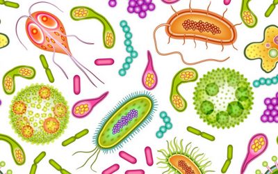 Verborgene Mitbewohner – Parasiten, Nahrung und der menschliche Körper