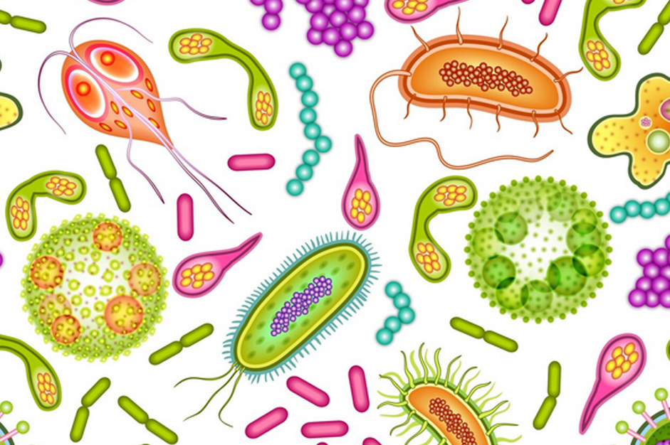 Verborgene Mitbewohner – Parasiten, Nahrung und der menschliche Körper
