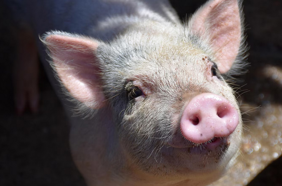 Was wirklich drin ist – Fleischmogelpackungen und stille Zutaten