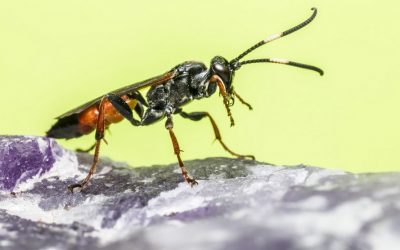 Wenn es nicht mal die Ameisen essen wollen – was sagt das über unsere Nahrung?