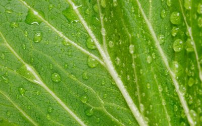 Chlorophyll – Das gespeicherte Sonnenlicht auf deinem Teller