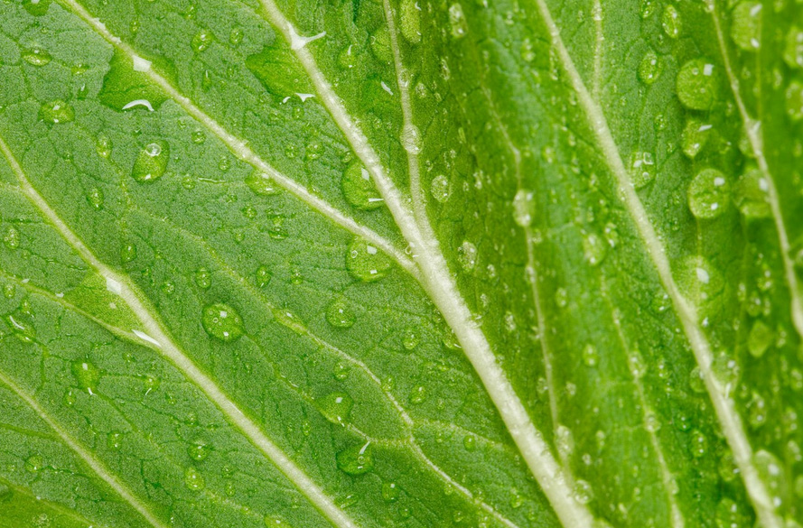Chlorophyll – Das gespeicherte Sonnenlicht auf deinem Teller