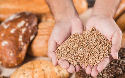 Gluten, Glyphosat und der überforderte Darm – Wie moderne Ernährung den Körper belastet