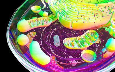Kleinsche Felder – Zellenergie durch magnetische Resonanz