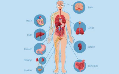 Geist, Seele, Körper – Die Architektur des Menschseins
