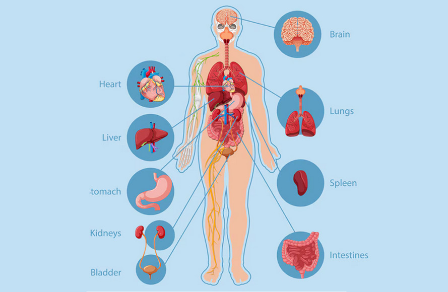 Geist, Seele, Körper – Die Architektur des Menschseins