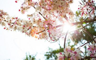 Das Universum und dein Weg – Zerbrechen, Neubauen, Erblühen