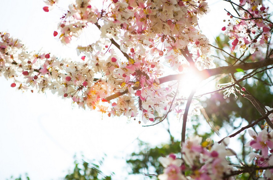 Das Universum und dein Weg – Zerbrechen, Neubauen, Erblühen
