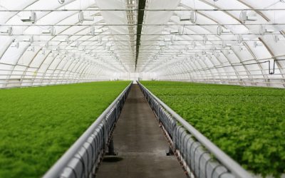 Warum ist das gefährlich? – RNA-Sprays in der Landwirtschaft