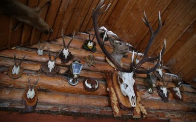 Trophäen statt Tränen – Wenn das Leben zum Objekt wird