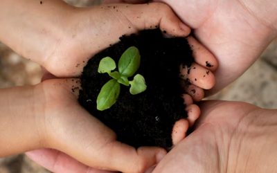 Die heilige Balance – Geburt im Dunkel, Blühen im Licht