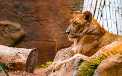 Deine Entscheidung hat Macht – Zoos und die Freiheit der Tiere