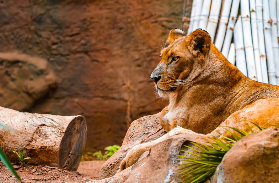 Deine Entscheidung hat Macht – Zoos und die Freiheit der Tiere